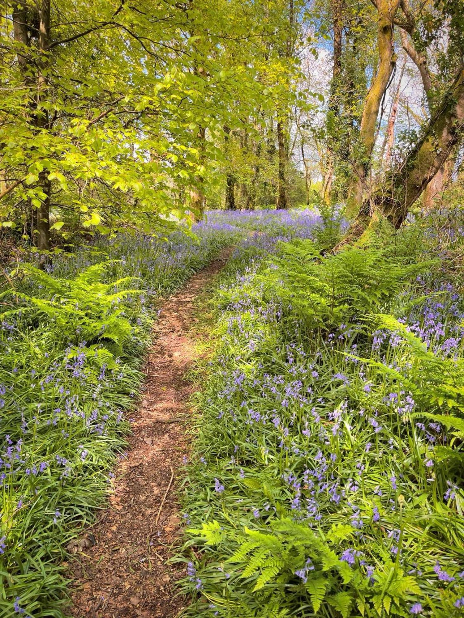 Woodland View -Hot Tub-Tenby-Carmarthen-St Clears Εξωτερικό φωτογραφία