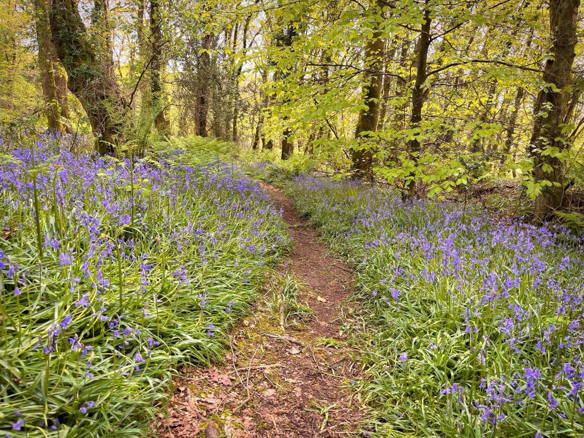 Woodland View -Hot Tub-Tenby-Carmarthen-St Clears Εξωτερικό φωτογραφία